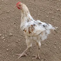 خروس جوان