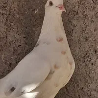 چند جفت کفتر تهرانی