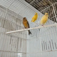 قناری هم نر هم ماده فروشی