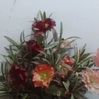 گل  مصنوعی