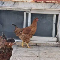 ۳عددمرغ. تازه میخوادبه تخم بیان