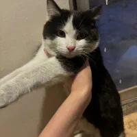 بچه گربه ی سیاه و سفید