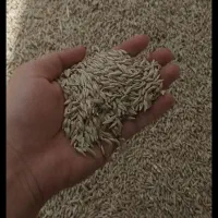 جو بذری سیاه بوجاری شده درجه یک