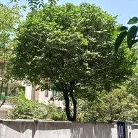 مشارکت اداری / میرداماد