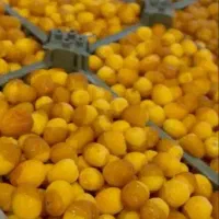 رطب برحی خرمشهر