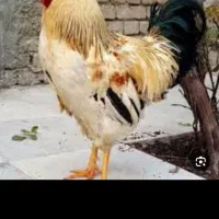 خریدو فروش مرغ و خروس محلی غاز بوقلمون