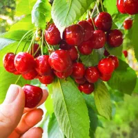 آلبالو و گیلاس تک دانه