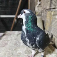 سلام یه عدد نر خرقه زره ای
