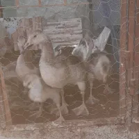 جوجه قوغاز و جوجه اردک