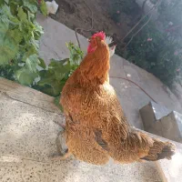 مرغ محلی تخمگذار