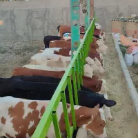 فروش گوساله از وزن ۸۰کیلو تا ۳۵۰ کیلو