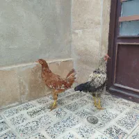 مرغ و خروس محلی