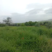 علف|خدمات باغبانی و درختکاری|ایذه, |دیوار