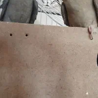 عروس هلندی