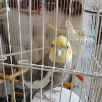 عروس هلندی
