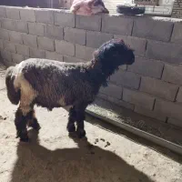 کوه تخمی
