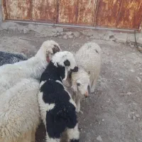 بره دونه ای ۱۳ ملیون