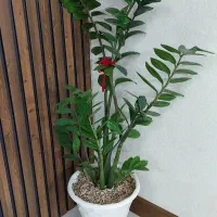 گل طبیعی