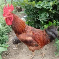 فروش  یک جفت خروس و مرغ