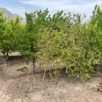باغ فروشی بهترین لوکیشن روستای زواریان