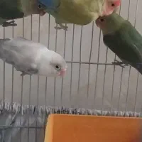 طوطی