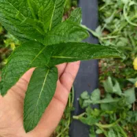 سبزی خشک