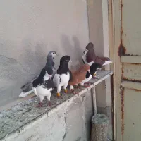 کفتر