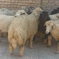 گوسفند صادراتی