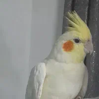 عروس هلندی