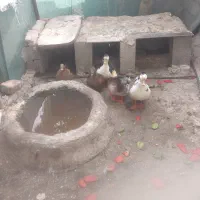 اردک فروشی