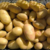 بذر مینی توبر اگریا