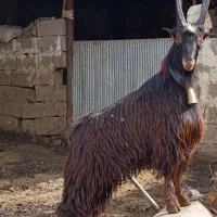 ماست بز