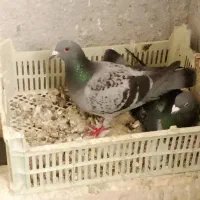 پلاکی|پرنده|بستان آباد, |دیوار
