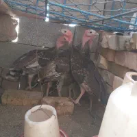 بوقلمون برنز انگلیسی