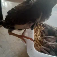 ۵تا جوجه مینا سروکله داروقلم دار