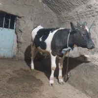 گوساله نر