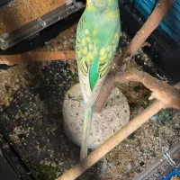 مرغ عشق  الیام