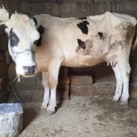گاو سیمینتال جوان شیره روز 14کیلو