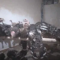 فروش جوجه بوقلمون برنز و بورن بورن