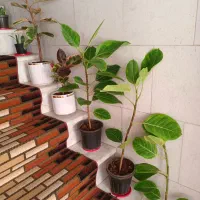 تعدادی گل طبیعی حراج