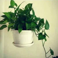 گل آپارتمانی