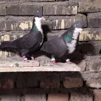 کفتر پلاکی جفت  و یک کرواتی