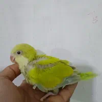 جوجه راهب|پرنده|کاشان, دانش|دیوار