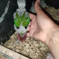 تعدادی گرینچیک سرلاکی و عروس هلندی تازه دونخور