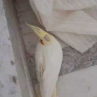 عروس هلندی