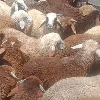 بره نر