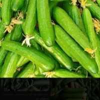 خیار و لوبیا سبز گورانسراب