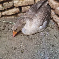 غاز کرچ