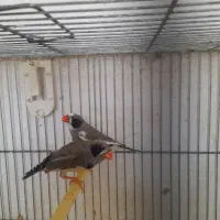 یک ماده و چهارتا نر