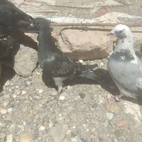 کبوتر